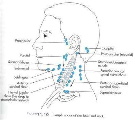 Cervical Lymph Nodes Dog