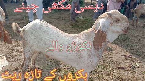 Madrasa Mandi Makhi Cheeni Goat For Sale In Pakistan Bakra Mandi