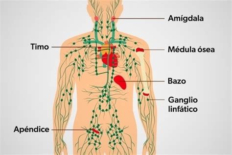 Cáncer linfático: que es, síntomas y como se trata - Maestria Salud