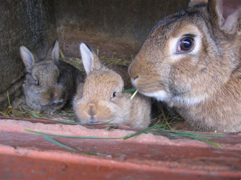 bun bun boutique