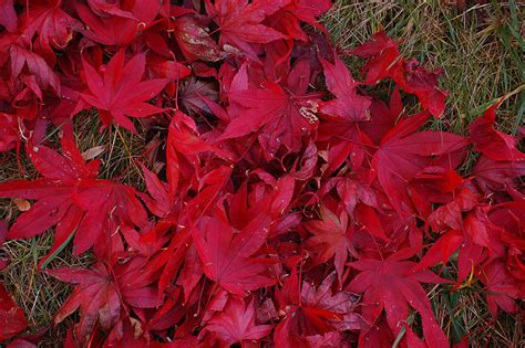 10 Japanese Maple Tree Ornamental Acer Palmatum Red And Orange Etsy