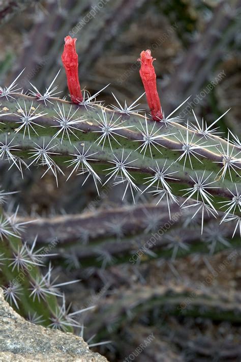 Octopus Cactus Stock Image F031 2326 Science Photo Library