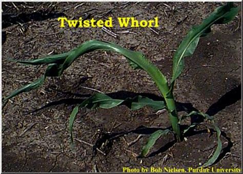 Twisted Whorl Symptoms In Corn Purdue Univ