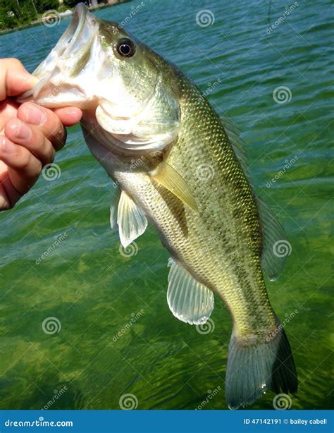 Largemouth Bass Stock Image Image Of Sunny Lake Kawarthas 47142191