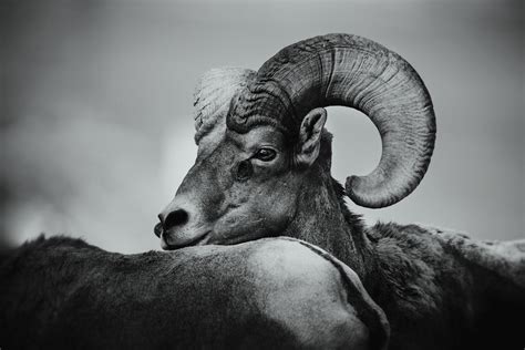 Bighorn Sheep · Free Stock Photo