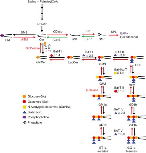 Sphingolipid Metabolism An Ambiguous Regulator Of Autophagy In The Brain