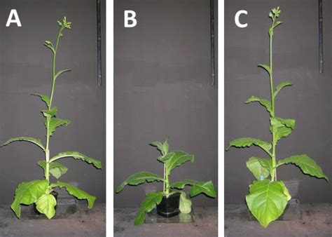 Phenotype Of Transgenic Tobacco Plants Strains Shown Are Wild Type N Download Scientific