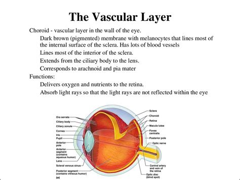 Sensory Systems Online Presentation