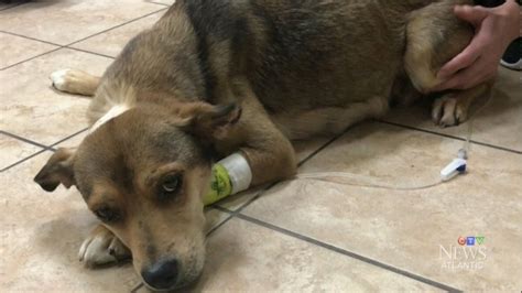 Dog Removed In Serious And Disturbing Animal Cruelty Case Is