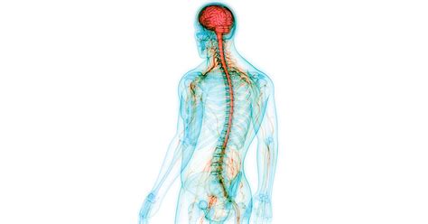 What Organs Make Up The Nervous System - Mugeek Vidalondon