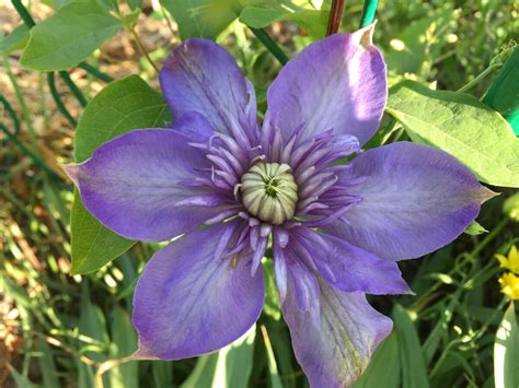 Clematis ianthina (71 фото) - фото - картинки и рисунки: скачать бесплатно