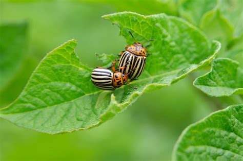 How to Control Garden Pests? - PestGuide.org