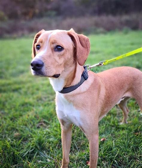 Beagle Mixes: 59 Cute Floppy-Eared Crossbreeds You'll Love