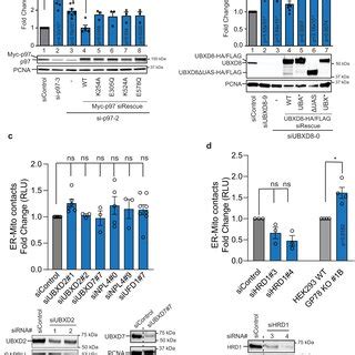 UBXD8 Is Enriched At ERMCS A Immunoblot Of The Indicated Proteins From