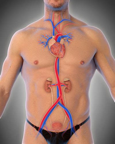 Aorta Aufbau Funktion Krankheiten MedLexi De