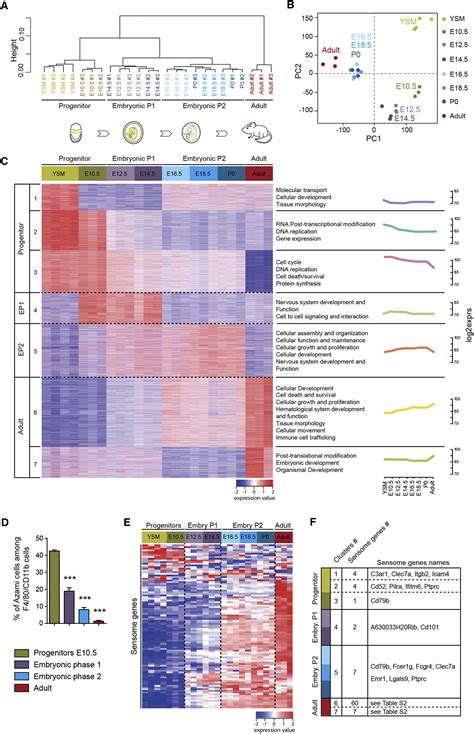 Microbiome Influences Prenatal And Adult Microglia In A Sex Specific Manner Cell