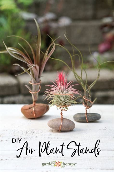 Discover The Beauty Of Air Plant Holders Ames Farm Center