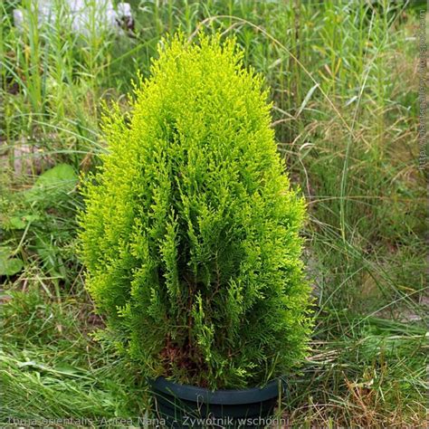 Dwarf Golden Arborvitae | Star Nursery Garden and Rock Centers