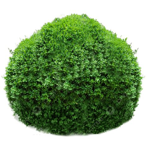boxwood shrub hedge bush material elements   transparent design