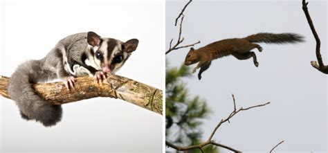 Sugar Glider Vs Flying Squirrel Meet The Sky Faring Rodents Own