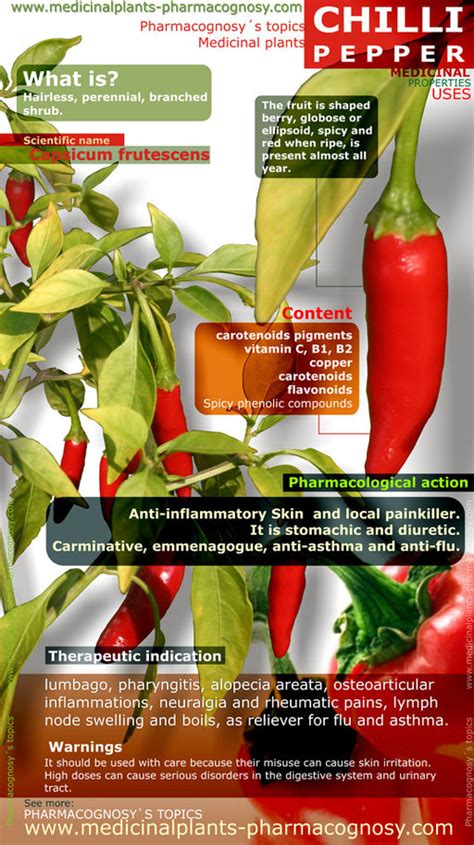 Chilli Pepper Benefits Infographic Pharmacognosy Medicinal Plants