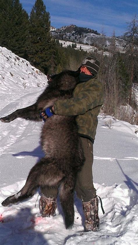 More Precautions Needed When Handling Wolves