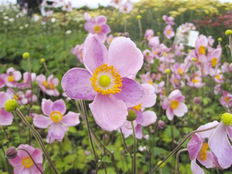 Анемона Розовая Фото — Mixyfotos.ru