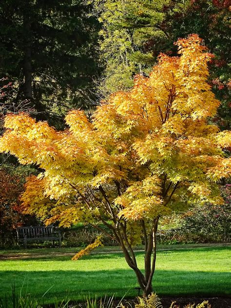 Sango Kaku Also Known As The Coral Bark Japanese Maple Is A Deciduous