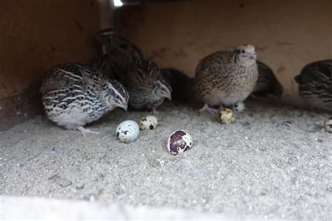 When Do Quail Lay Eggs Exactly Know What To Expect This Happy Farm