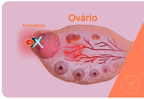 O Que é Ovulação E Qual A Relação Com O Período Fértil Art Fértil