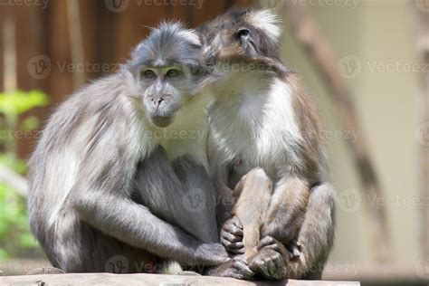 Two Monkeys While Holding Hands Stock Photo At Vecteezy