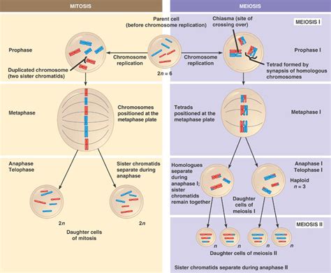 Mitosis And Meiosis Comparison Worksheet