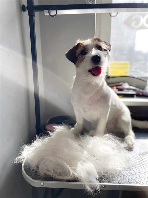 Тримінг собак у Києві - ціна на тримінг собак | V.O.G DOG