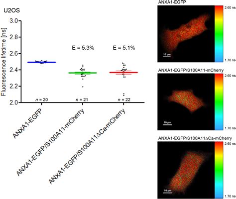 FLIMFRETbased Analysis Of S100A11 Annexin Interactions In Living