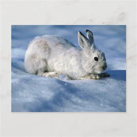 Varying Hare Snowshoe Rabbit On Open Snow Postcard Zazzle