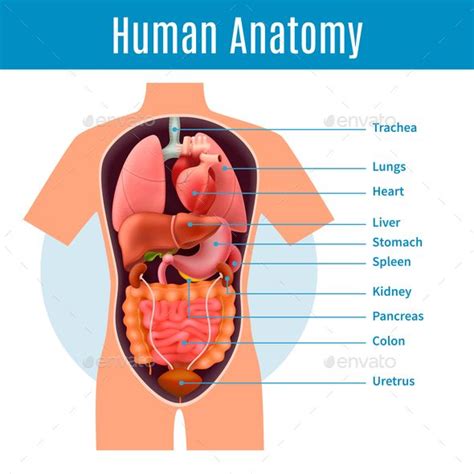 Human Anatomy Poster | Human anatomy, Human body anatomy, Human anatomy ...