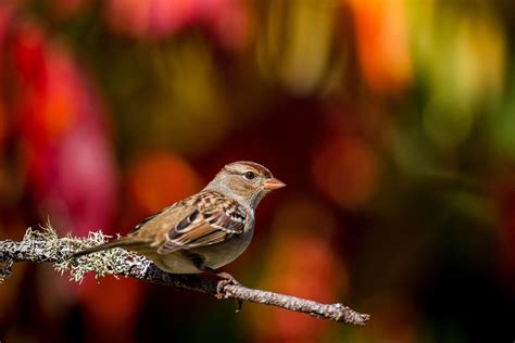 Huge Decline In Songbirds Linked To Neonicotinoids