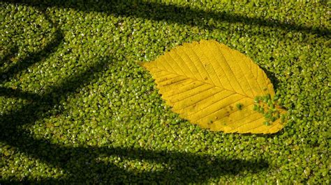 Entengr Tze Weltrekord Pflanzen Verzichten Auf Sex Oberfranken Frankenpost