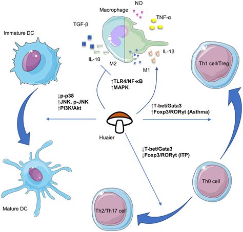 Frontiers Immunoregulatory Effects Of Huaier Trametes Robiniophila