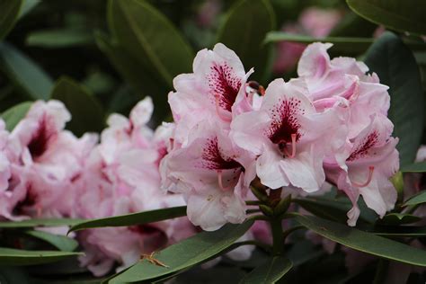 3840x2160 wallpaper | pink moth orchids | Peakpx