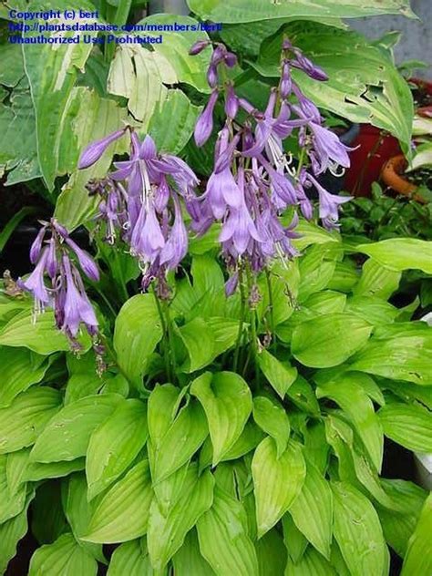 PlantFiles Pictures: Hosta 'Lemon Lime' (Hosta) by bert