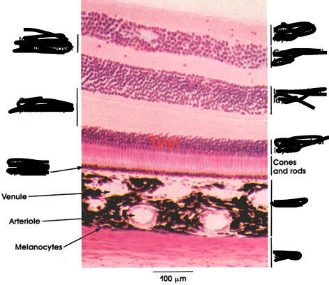 Layers Of The Retina Diagram Quizlet