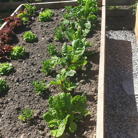 Beta Vulgaris Subsp Cicla Var Flavescens Bright Lights Swiss Chard