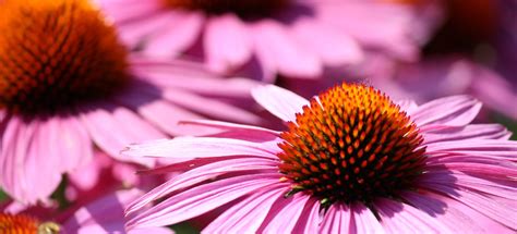 Echinacea Pianta Della Prateria Che Aiuta Il Sistema Immunitario