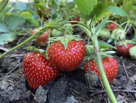 Gardening Basics For Beginners