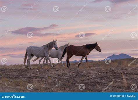 Wild Horses In The Desert At Sunset Stock Image Image Of Mustang