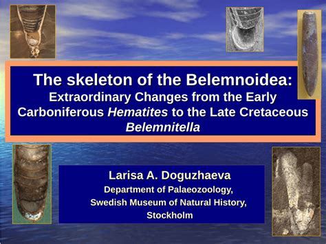 (PDF) The Skeleton of the Belemnoidea: Extraordinary Changes from the ...