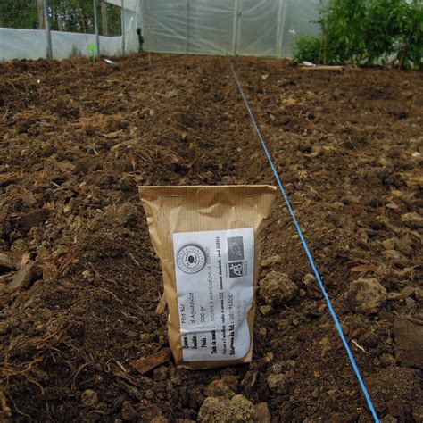 Quand et comment semer les fèves dans son potager Jardin d Essai