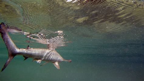 Pescadores De Tabasco Atrapan Enorme Tibur N Martillo Este Fue Su