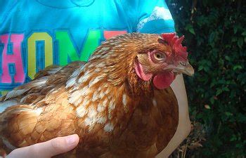 The Truth And Guide To Red Sex Links BackYard Chickens